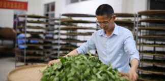 A sip of tea, a discovery of China